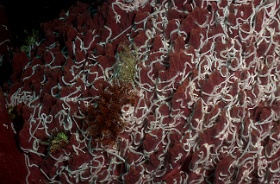 Komodo 2016 - Lamperts sea cucumber - Concombre de mer de lampert - Synaptula lamperti - IMG_6545_rc